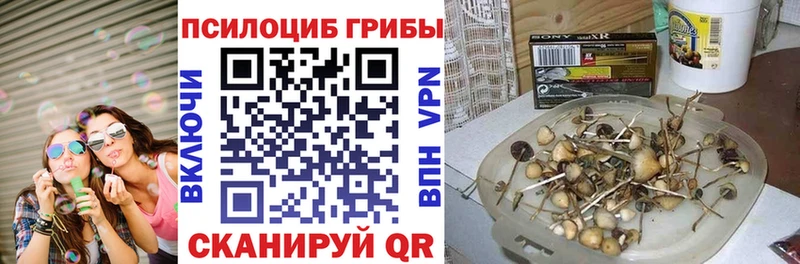 Галлюциногенные грибы Psilocybine cubensis  darknet телеграм  Киренск  OMG ссылка 